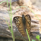 Hackberry Emperor