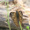 Hackberry Emperor