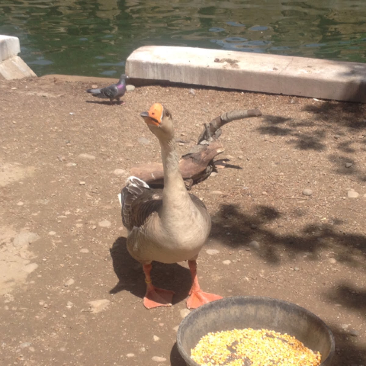 Domestic Goose