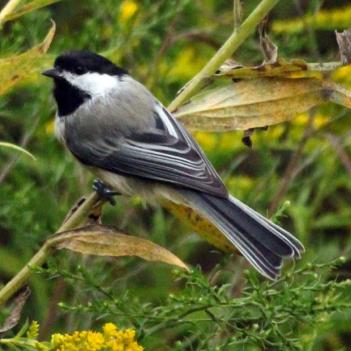 Black-capped Chickadee