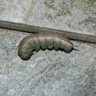 Broad-bordered bee hawk-moth