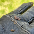 Firefly larvae