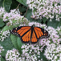 Monarch Butterfly