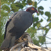 Scaley-naped Pigeon