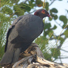 Scaley-naped Pigeon