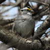 White-throated Sparrow