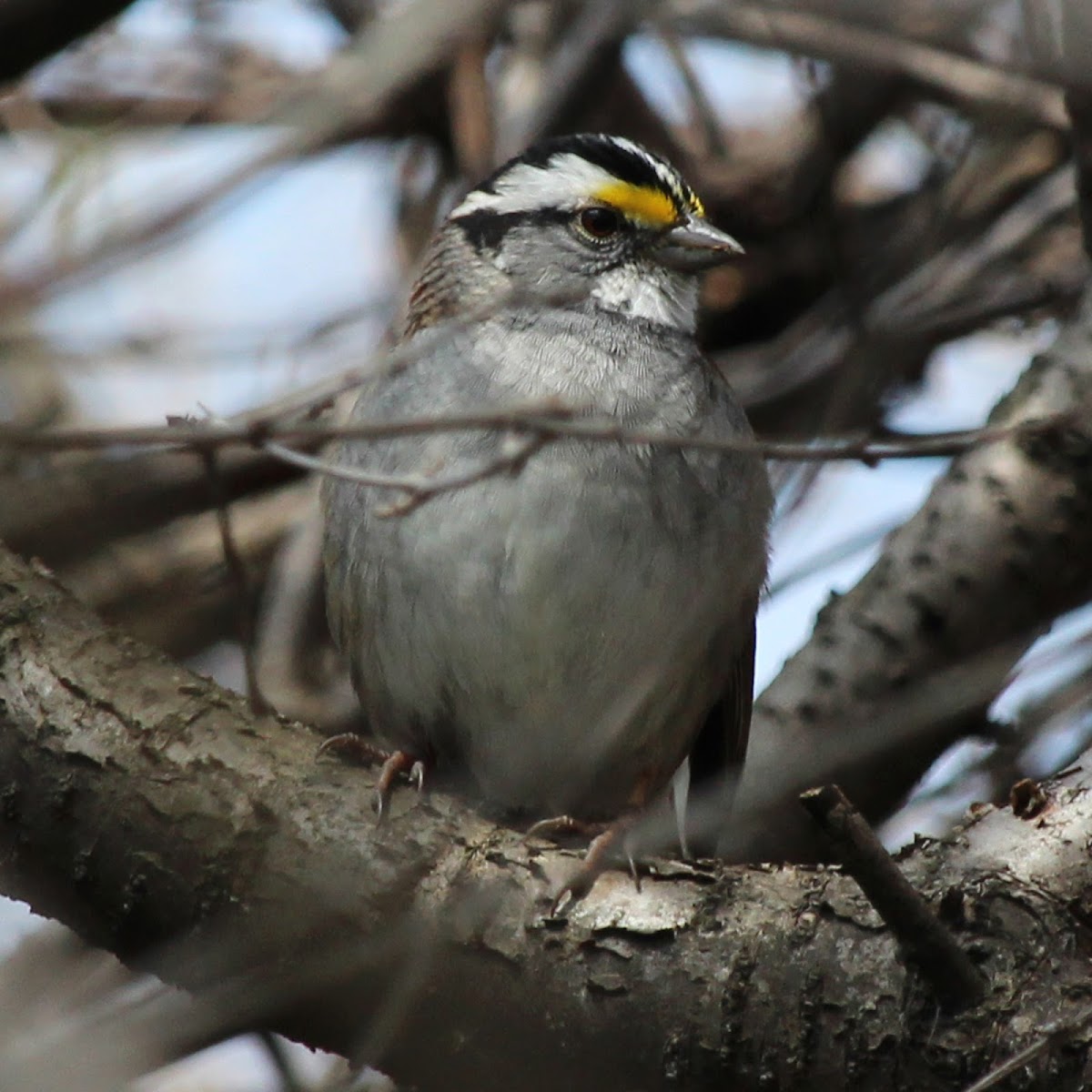 White-throated Sparrow