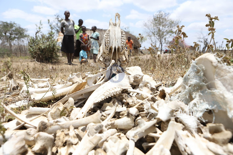 Children who are now out of school due to lack of funds look on bones of their family cattle that have died due to biting drought at their homestead in Kituu village, kinango, Kwale County on October 15, 2022.