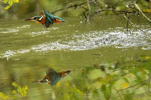 Martin pescatore di acquario