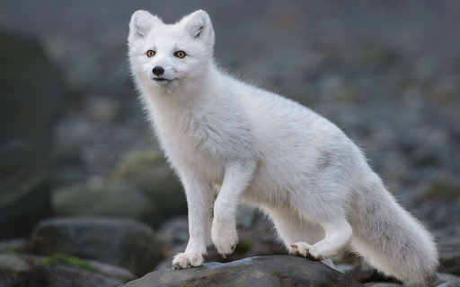 Arctic Fox Standing Gracefully on Rocky screenshot 2