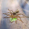 Wolf spider