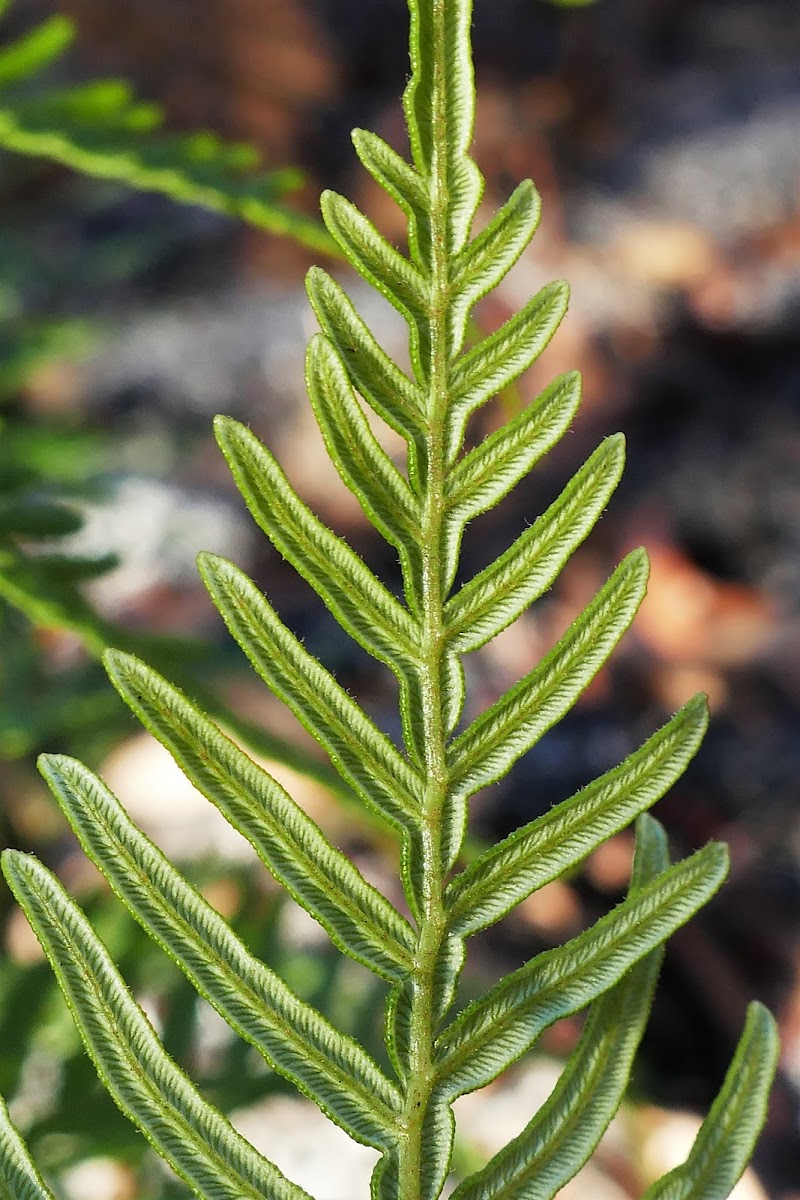 Bracken (bushfire recovery)