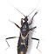 Black Assassin Bug