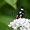 Eight-Spotted Forester Moth