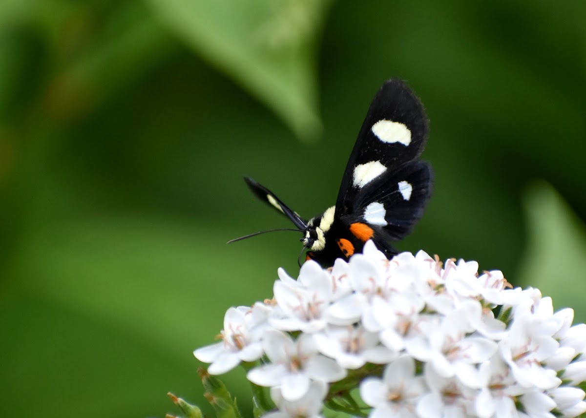 Eight-Spotted Forester Moth