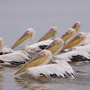 Great white pelican