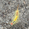 White-Marked Tussock Moth Caterpillar