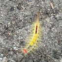 White-Marked Tussock Moth Caterpillar