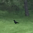 American Crow