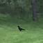 American Crow