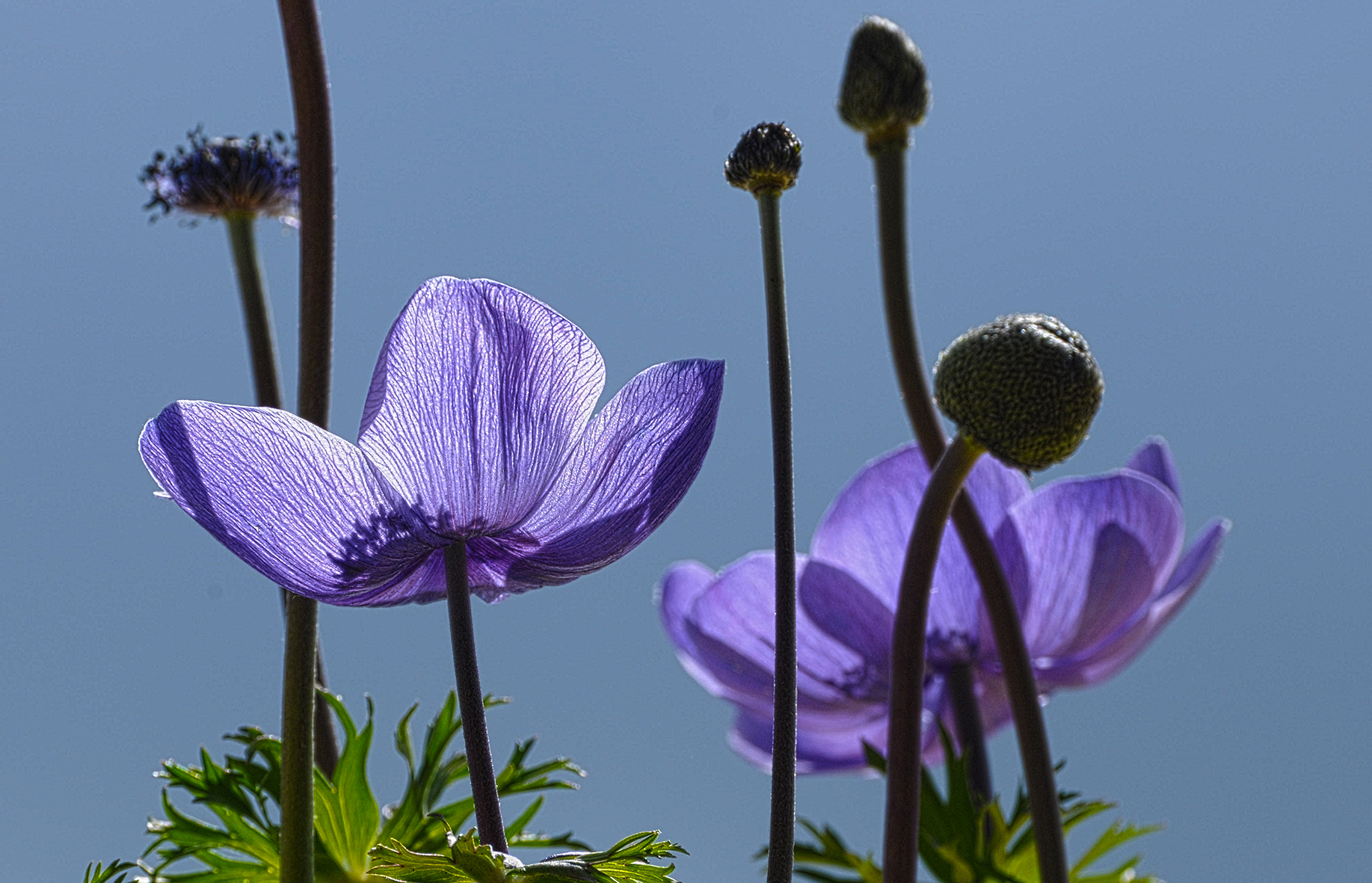 Petali in tinta di Croatti Carlo