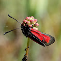 Transparent Burnet