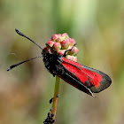 Transparent Burnet