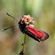 Transparent Burnet