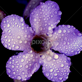 by Si Bajank - Novices Only Flowers & Plants