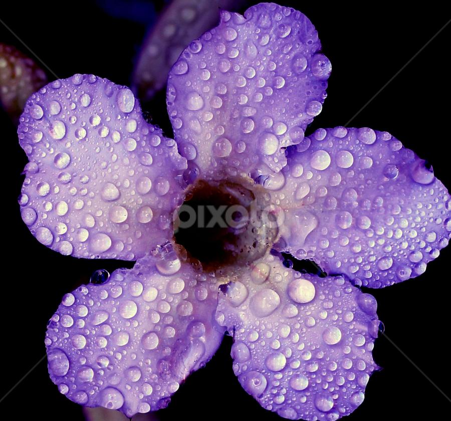 by Si Bajank - Novices Only Flowers & Plants