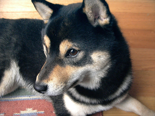 9-month-old Black and Tan Shiba Inu, showing face markings.