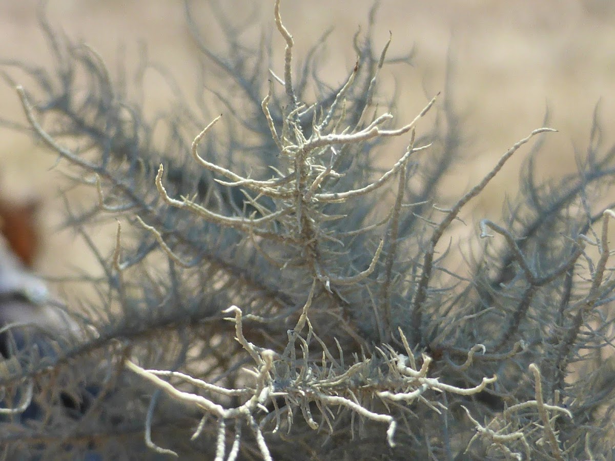 Old Man's Beard