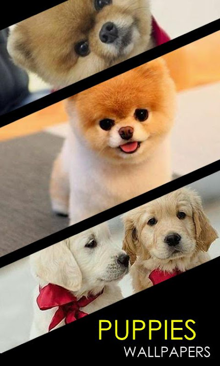 Puppy Wallpapers - 1.1 - (Android)