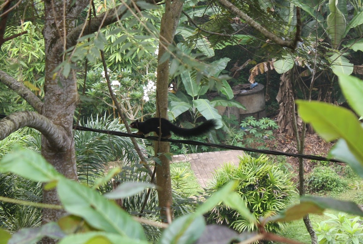 Sri Lankan Giant Squirrel