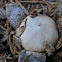 Barometer Earthstar