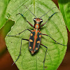 Golden Spotted Tiger Beetles