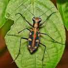 Golden Spotted Tiger Beetles