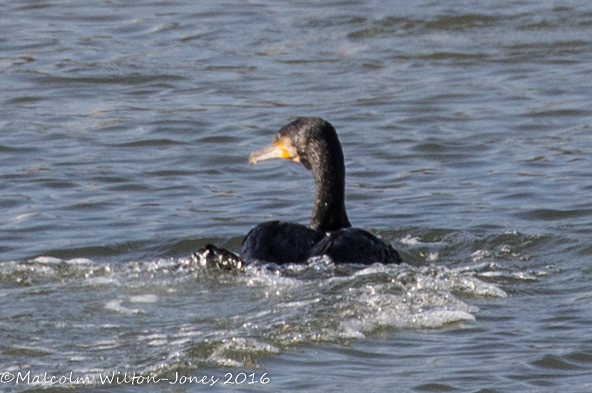 Cormorant