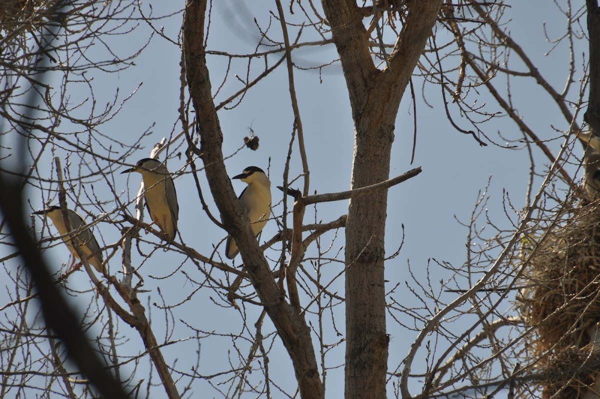 Black-crowned Night Heron