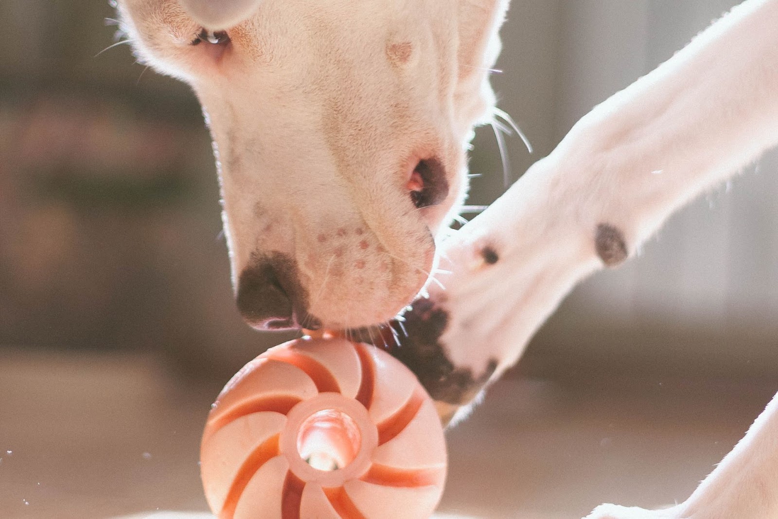 dog playing with educational toy