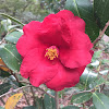 Camellia