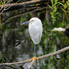 Snowy egret