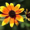 rudbeckia