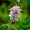 Spotted Beebalm