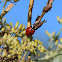 Seven Spotted Ladybug