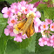 Fiery Skipper