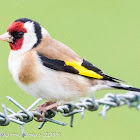 Goldfinch