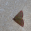 Purple barred yellow moth