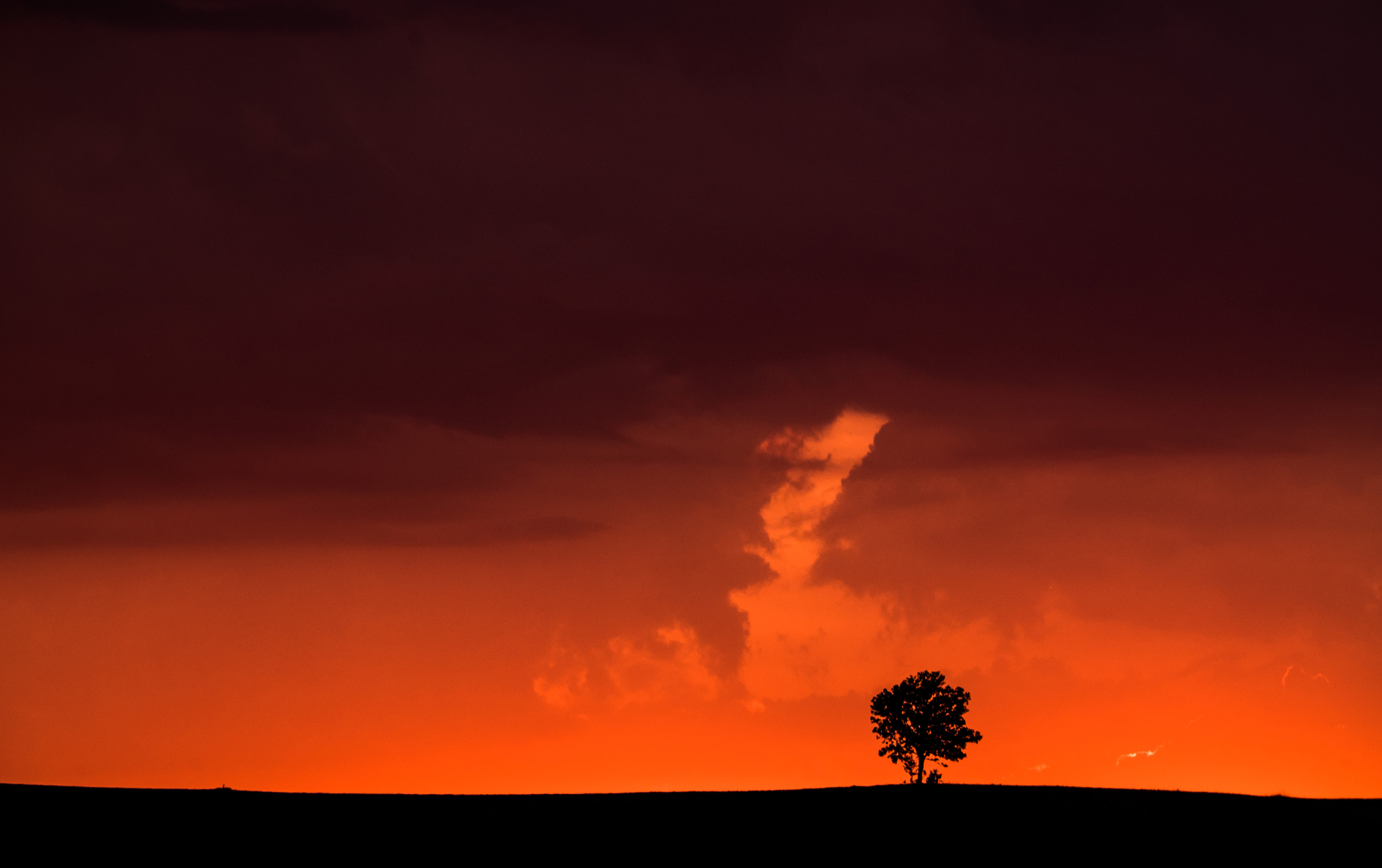 Albero solitario al tramonto di BeatiAndrea