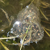 Pacific Tree Frog egg cluster